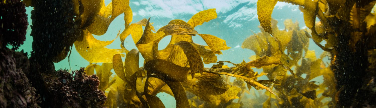 Seaweed - divedog