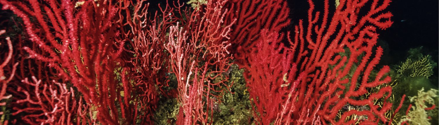 corail - Angelo Giampiccolo