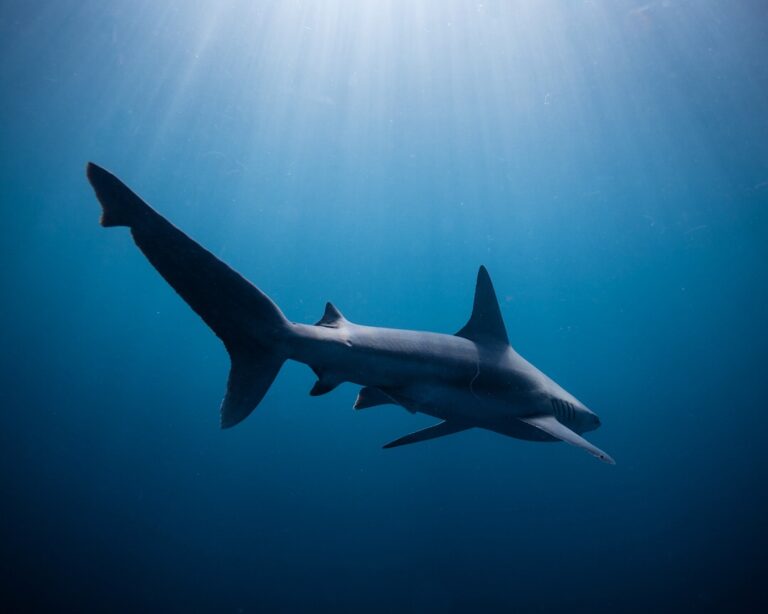 Shark swimming in open water, Jupiter, Florida Credit: Cassandra Scott / Ocean Image Bank