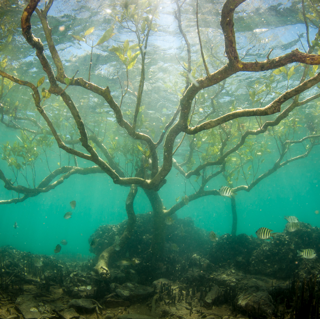 Mangroves Pure Ocean Fund