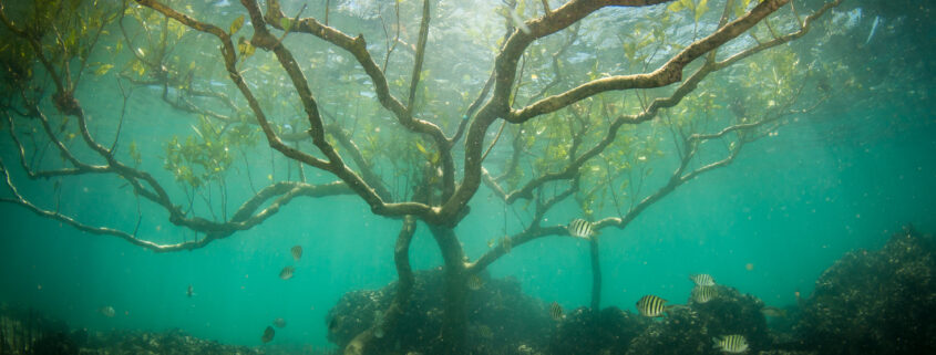 Mangroves, Mission Beach, Australia Credit: Matt Curnock / Ocean Image Bank