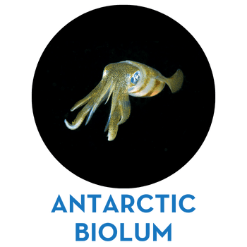 ANTARCTIC BIOLUM