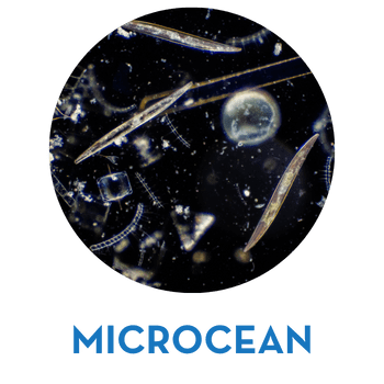 MICROCEAN