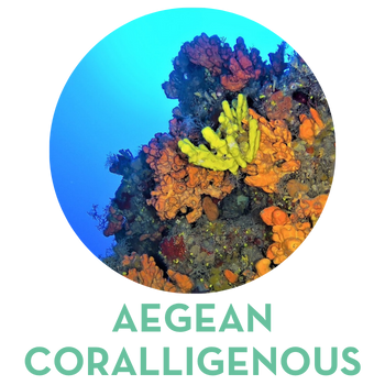 aegean coralligenous