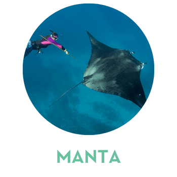 manta