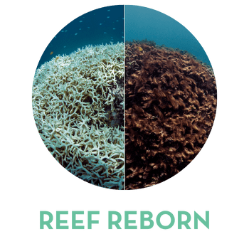 reef reborn