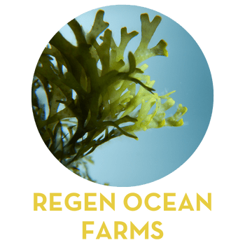 regen ocean farms