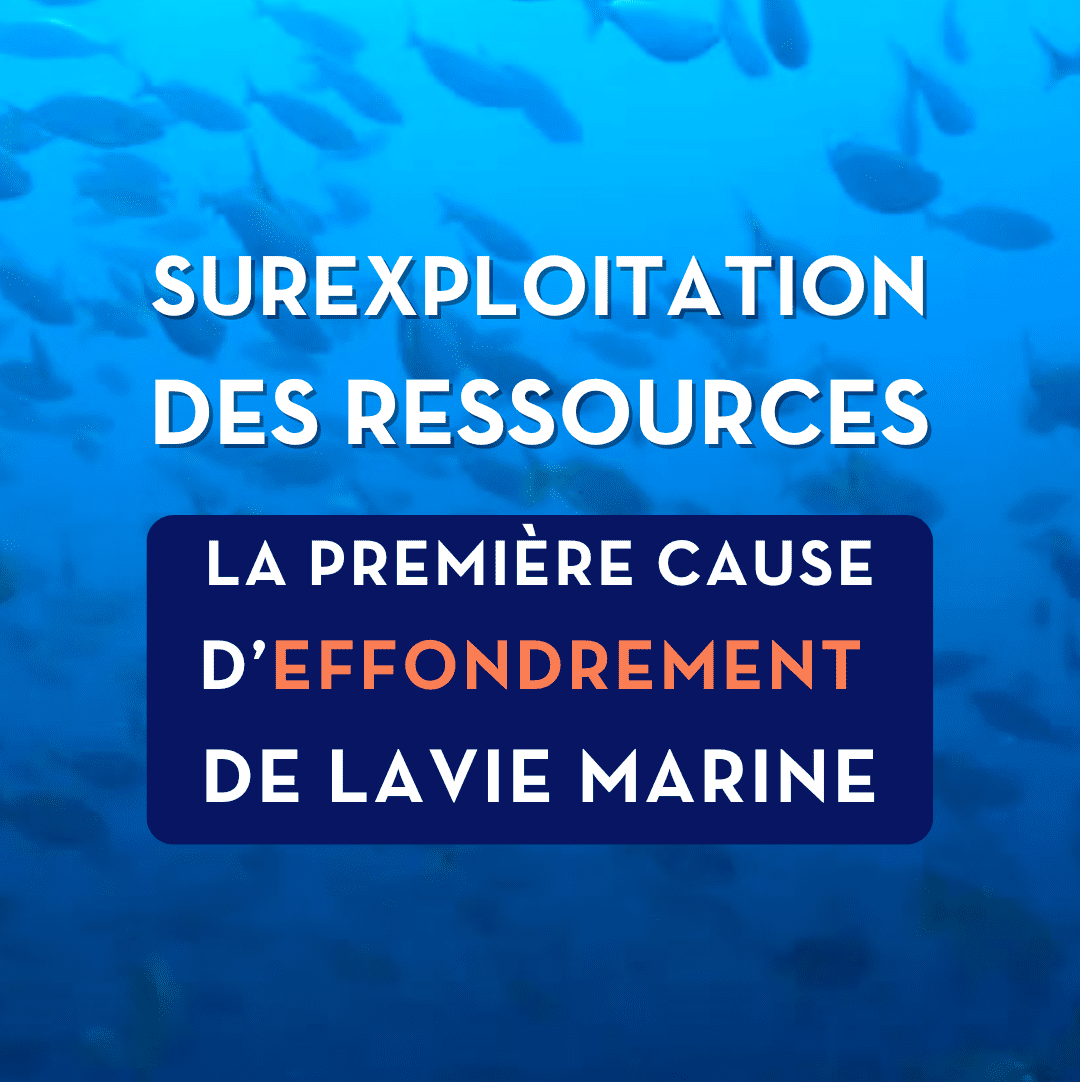 Surexploitation des ressources : LA menace n°1 pour l’océan. - Pure Ocean