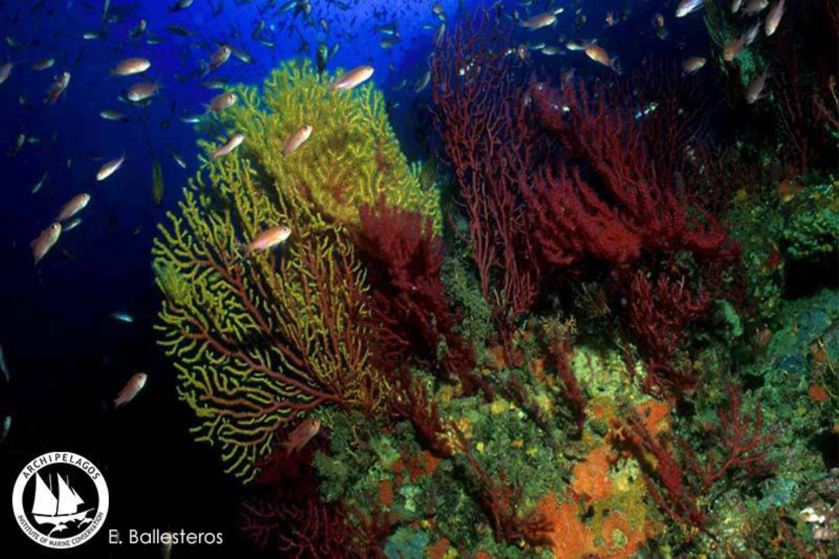 Protecting Aegean Coralligenous (2)