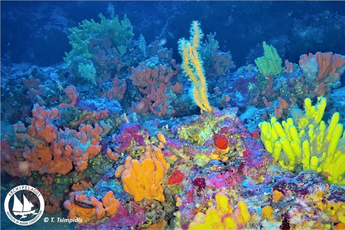 Protecting Aegean Coralligenous (3)