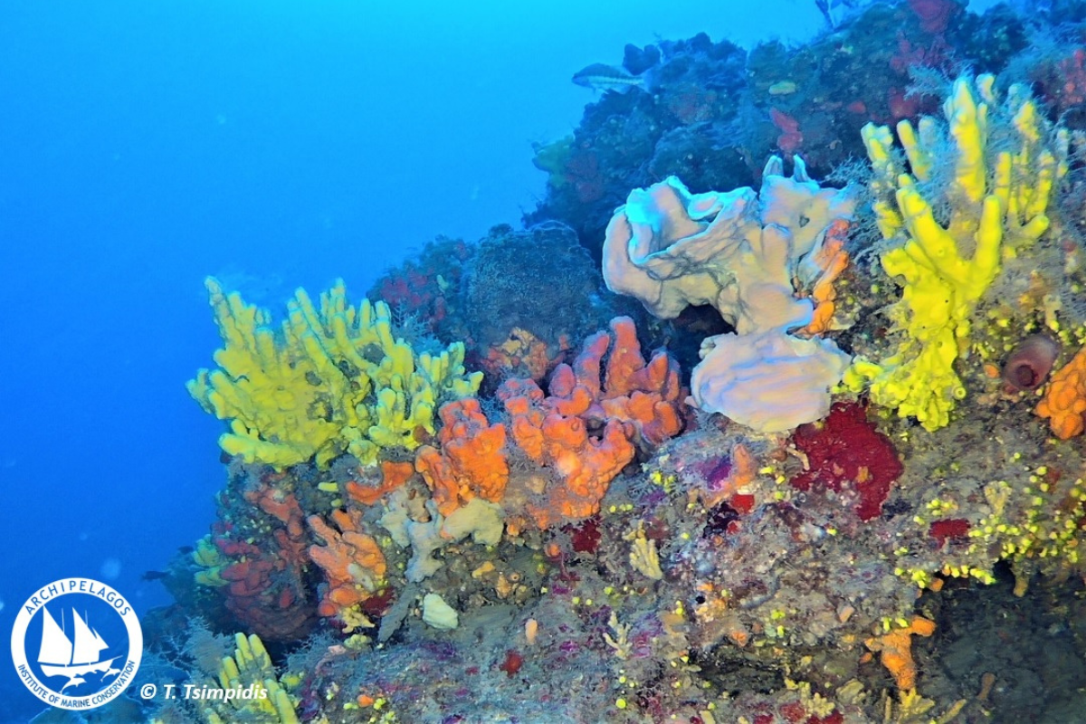 Protecting Aegean Coralligenous (4)