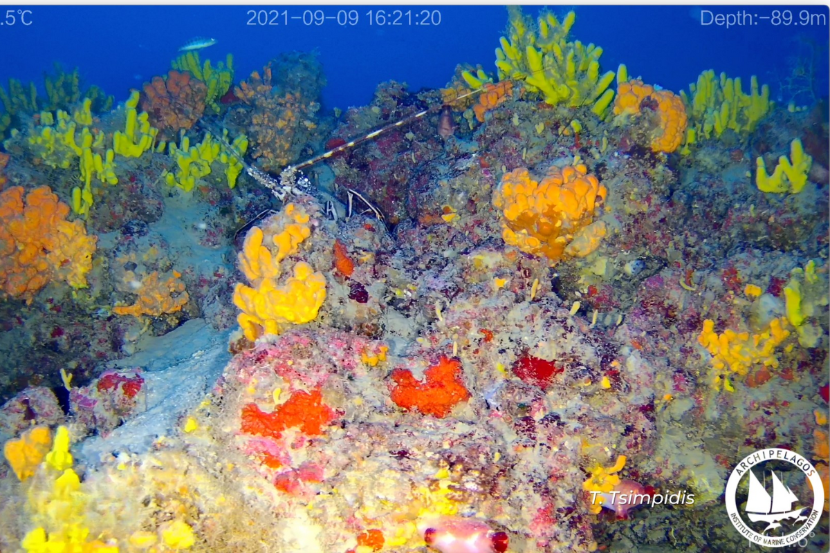 Protecting Aegean Coralligenous (7)