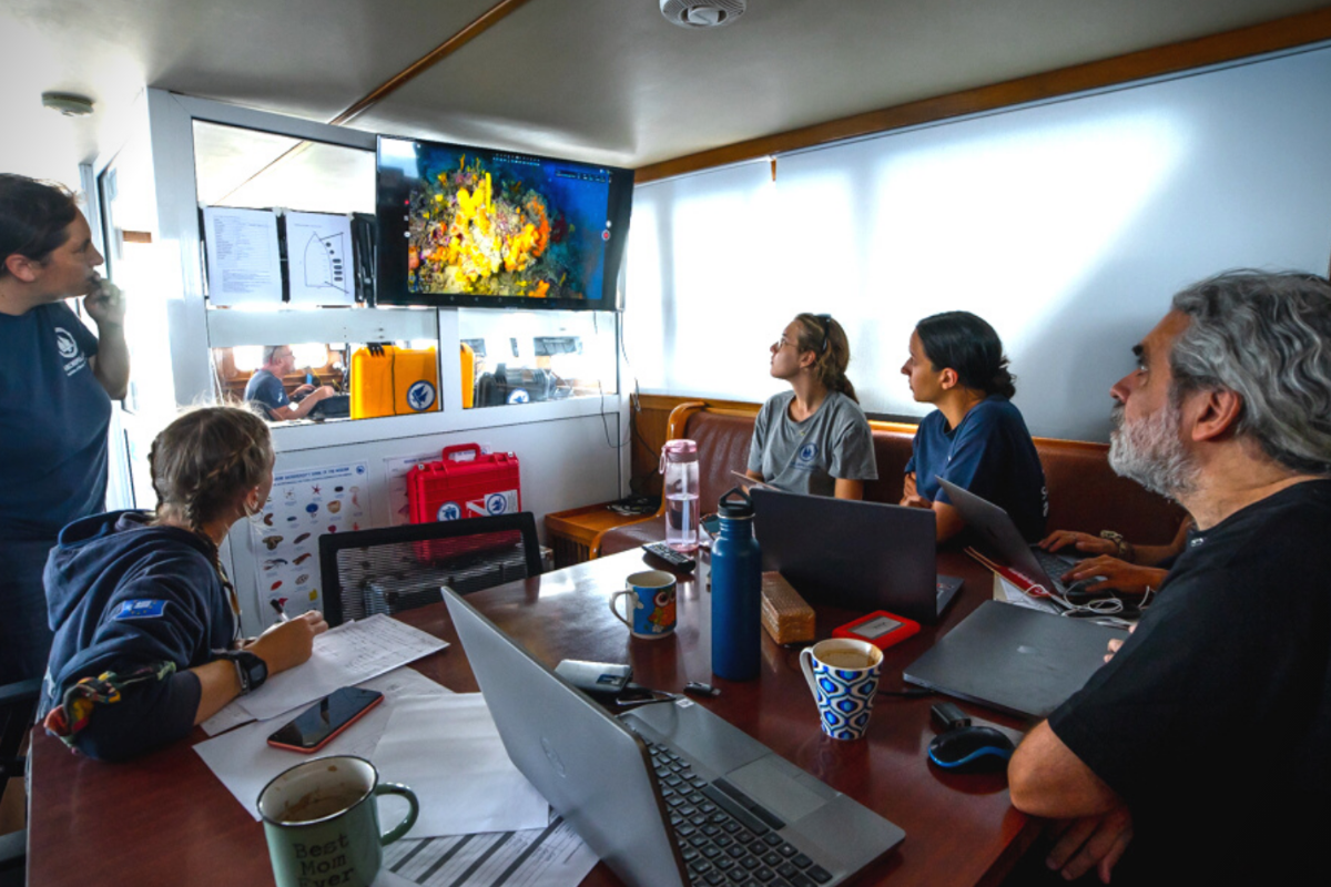 Protecting Aegean Coralligenous