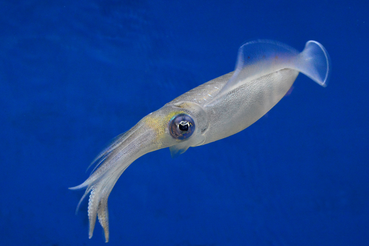 Bioplastics from the deep (3)