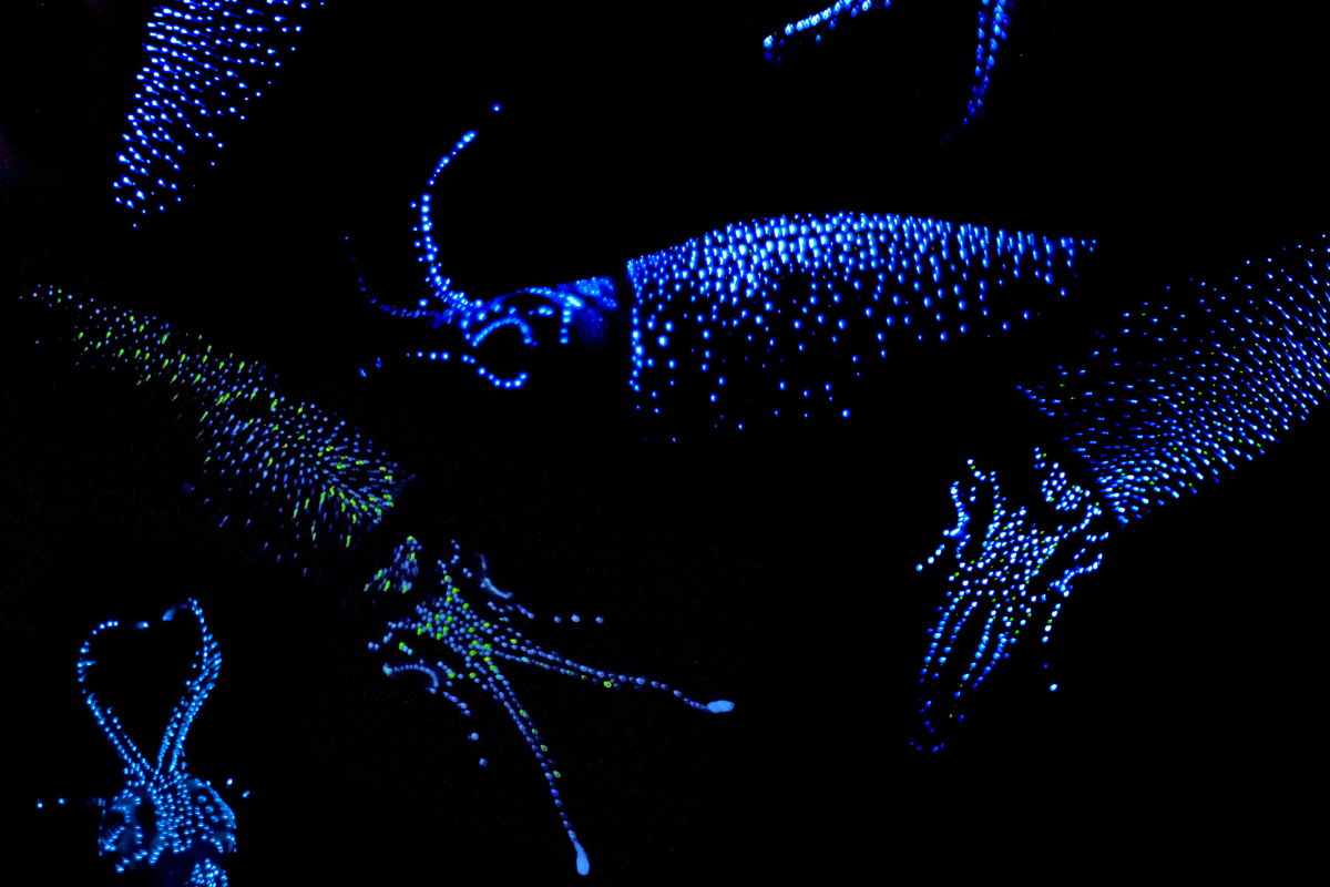 Bioplastics from the deep