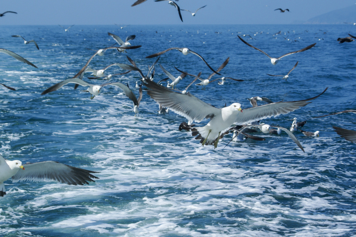 Wings Over Ocean (2)