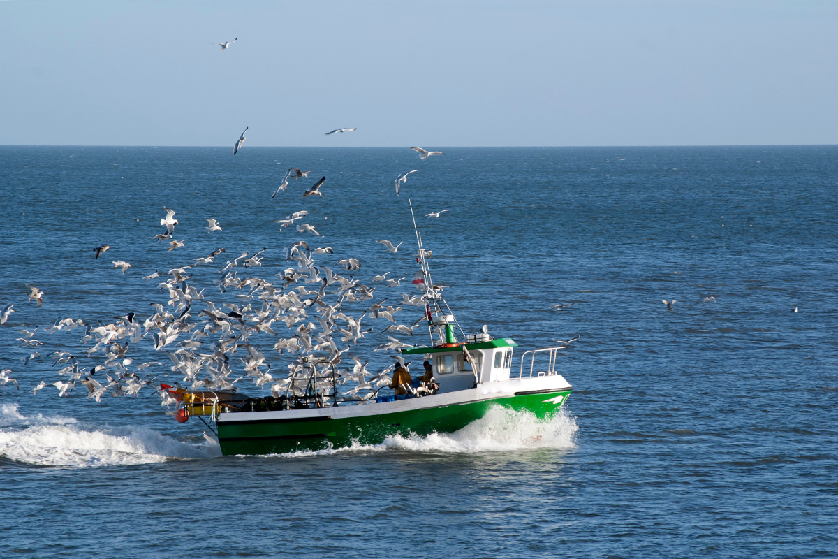 Wings Over Ocean (3)