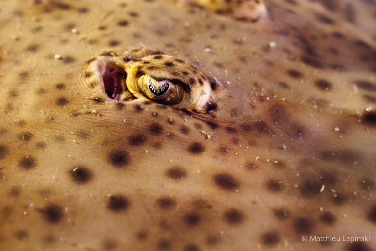 EMERGE (2)