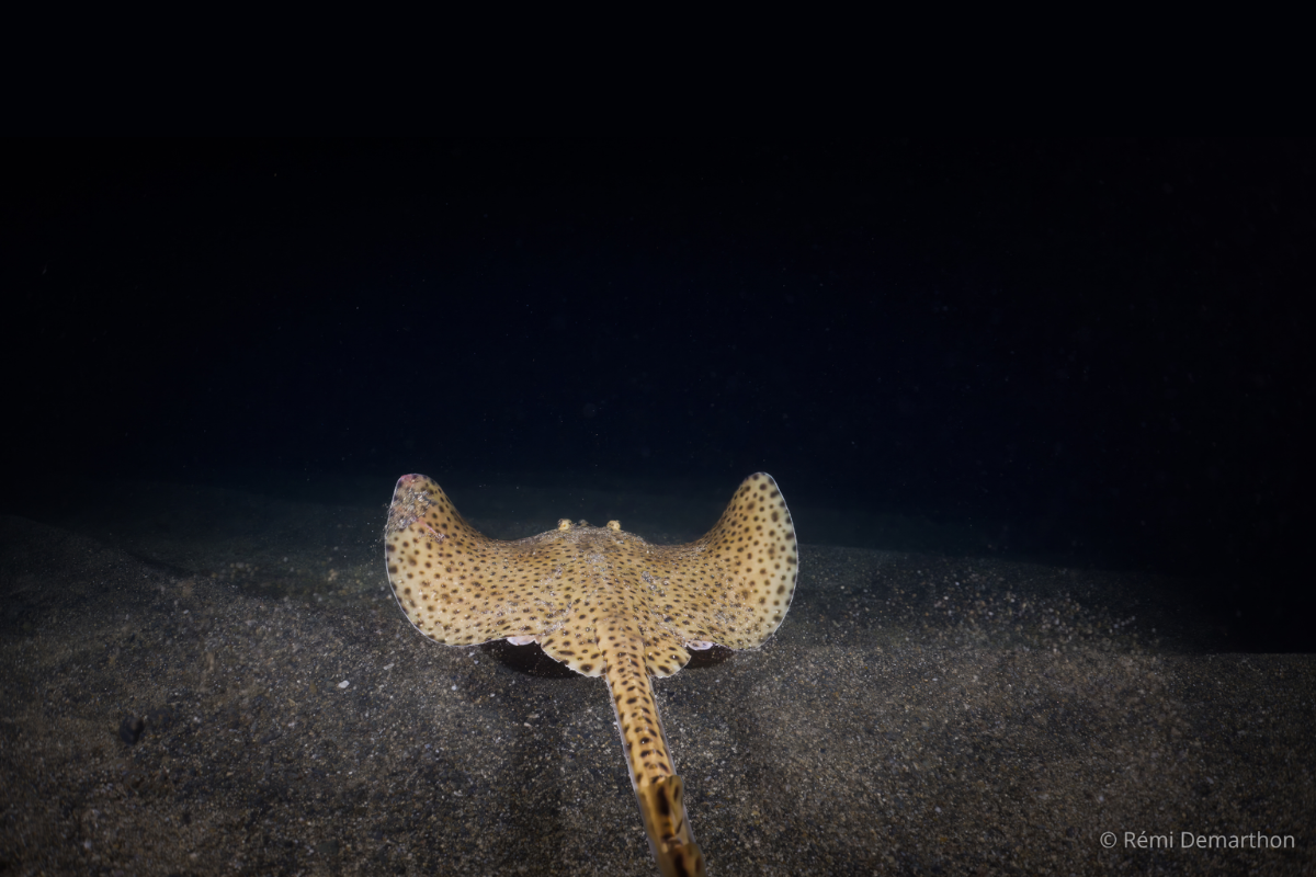 EMERGE (5)