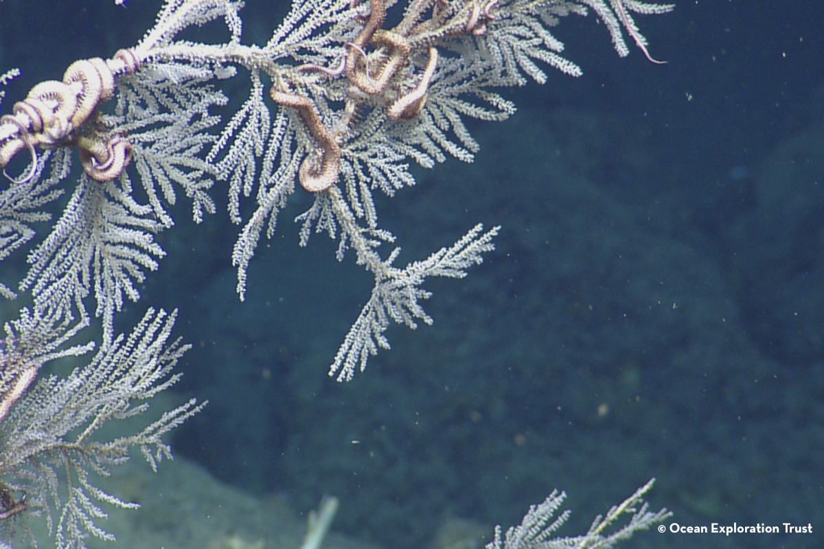 DEEP WONDERS (2)