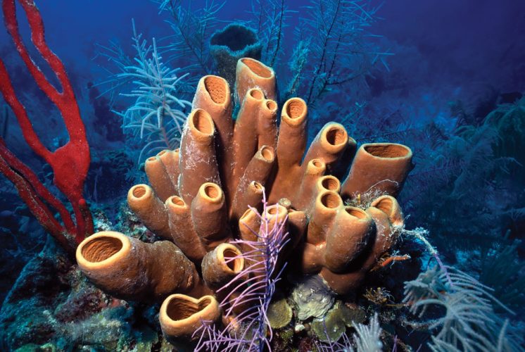 SPO-PLASTIC-PUREOCEAN-Sponges